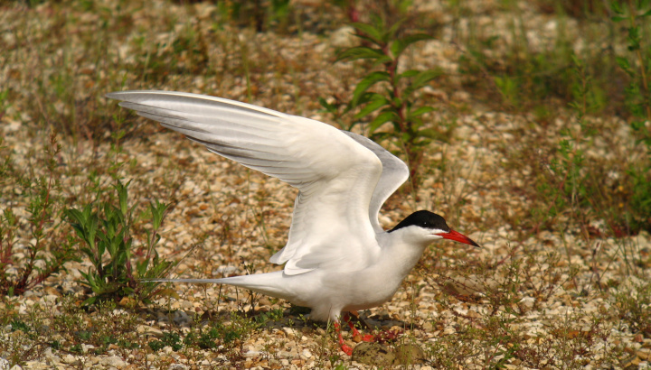 Permanence à la réserve naturelle régionale de Saint-Cyr